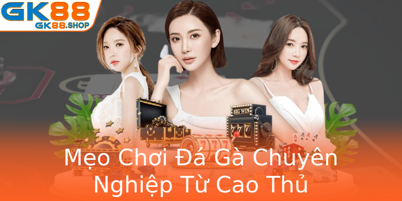 Mẹo Chơi Đá Gà Chuyên Nghiệp Từ Cao Thủ Mẹo Chơi Đá Gà Chuyên Nghiệp Từ Cao Thủ